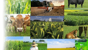 شاخص قيمت توليدكننده زراعت، باغداری و دامداری سنتی- اردیبهشت ماه ۱۴۰۴ (بر مبنای سال پایه ۱۳۹۵)