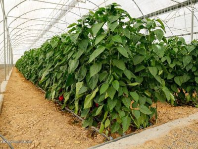 خطر کاهش تولید در کمین محصولات گلخانه‌ای