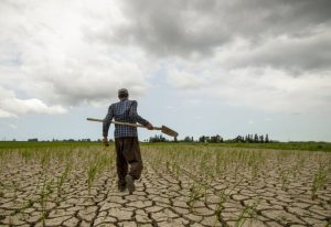 کشاورزی؛ قربانی ردیف اول سوءحکمرانی