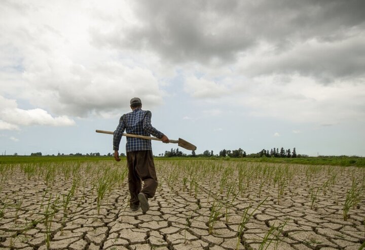 کشاورزی؛ قربانی ردیف اول سوءحکمرانی